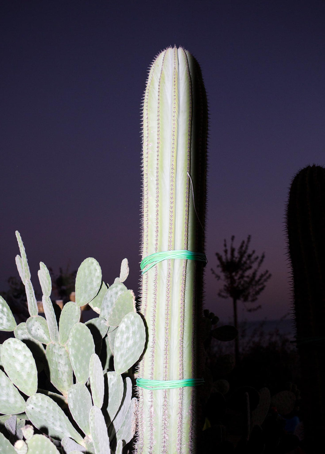 Splitting The Unknown | cactus